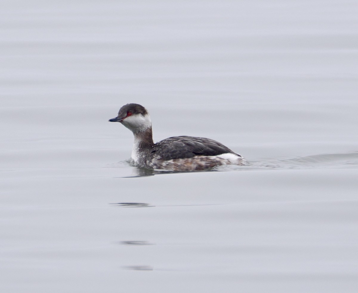 Horned Grebe - ML631717750