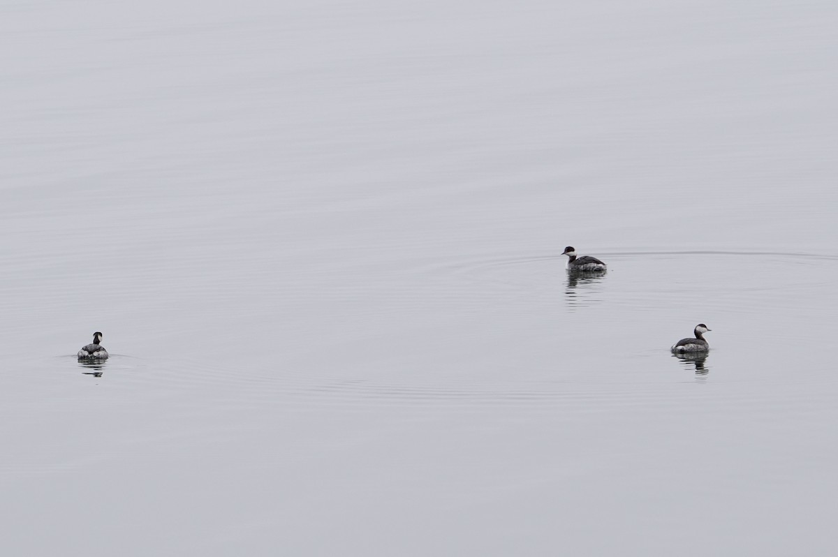 Horned Grebe - ML631717751