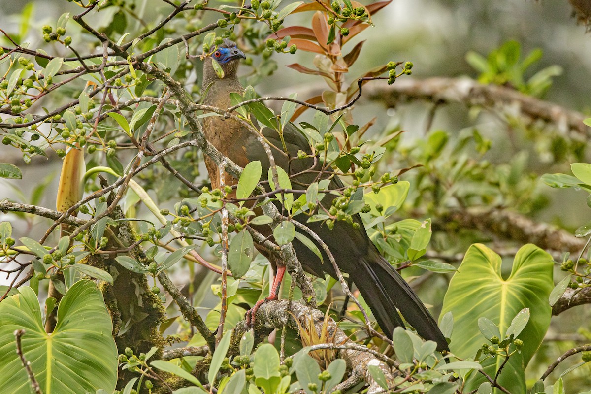 Sickle-winged Guan - ML631717828