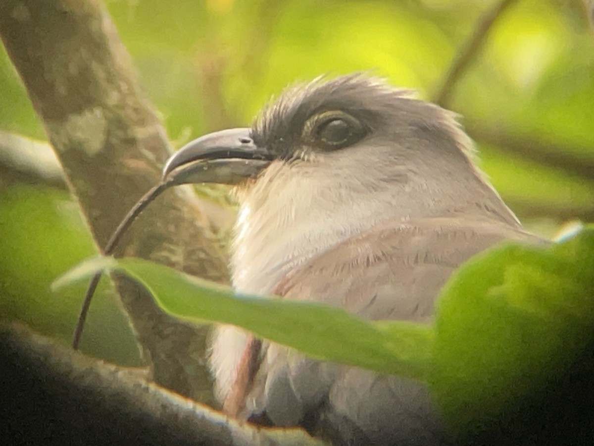 Chestnut-bellied Cuckoo - ML631717871