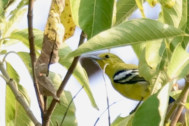 Common Iora - ML631717931
