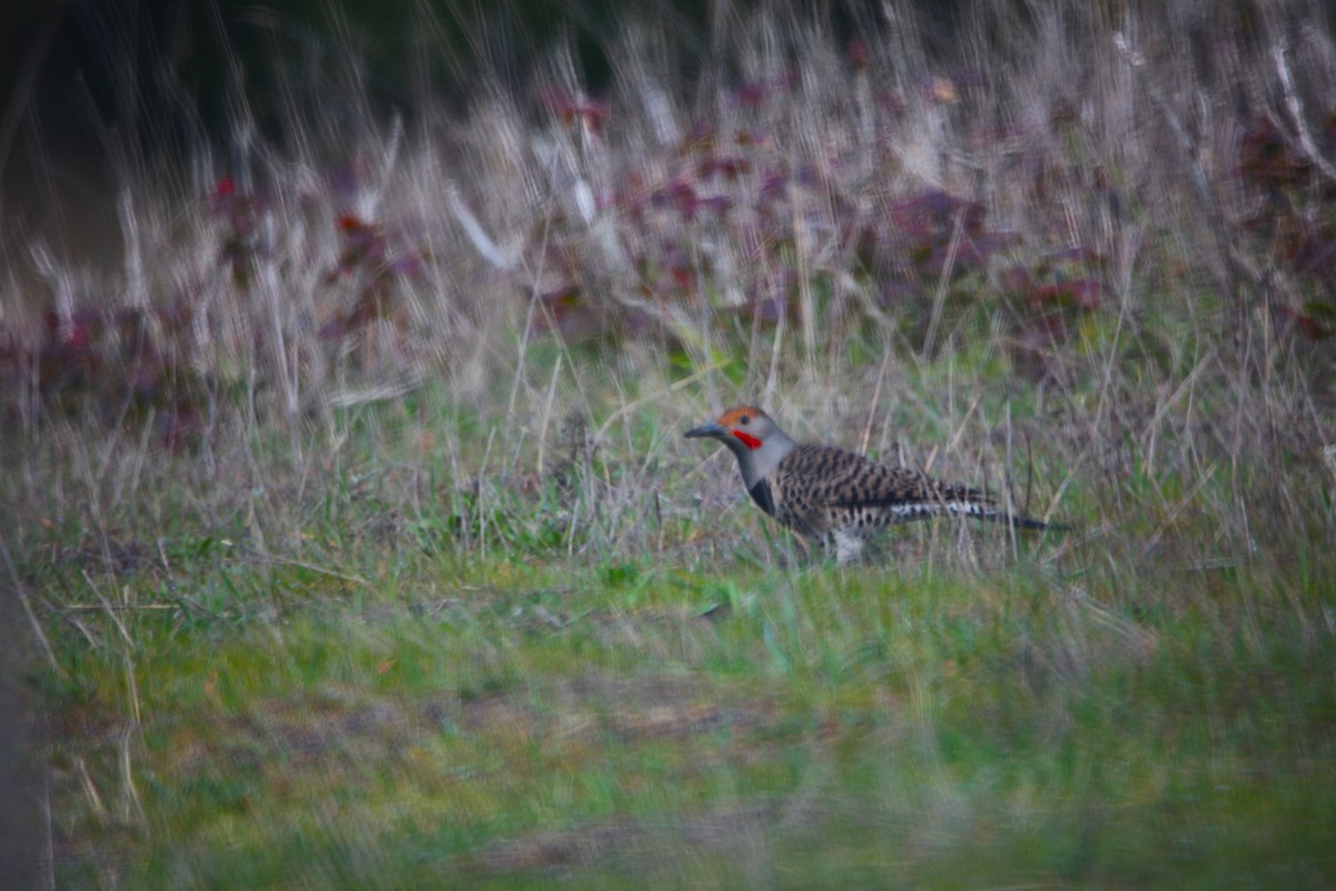 Northern Flicker - ML631717981
