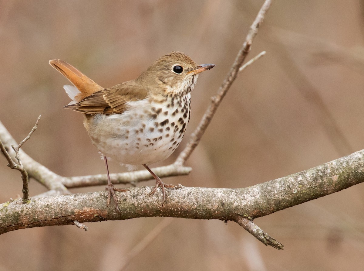 Hermit Thrush - ML631717987