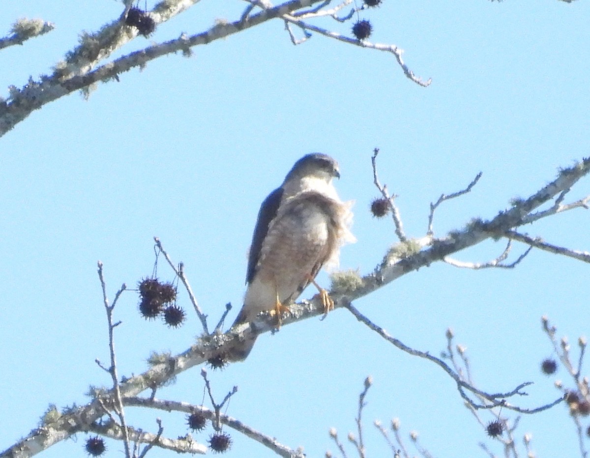 Sharp-shinned Hawk - ML631718162