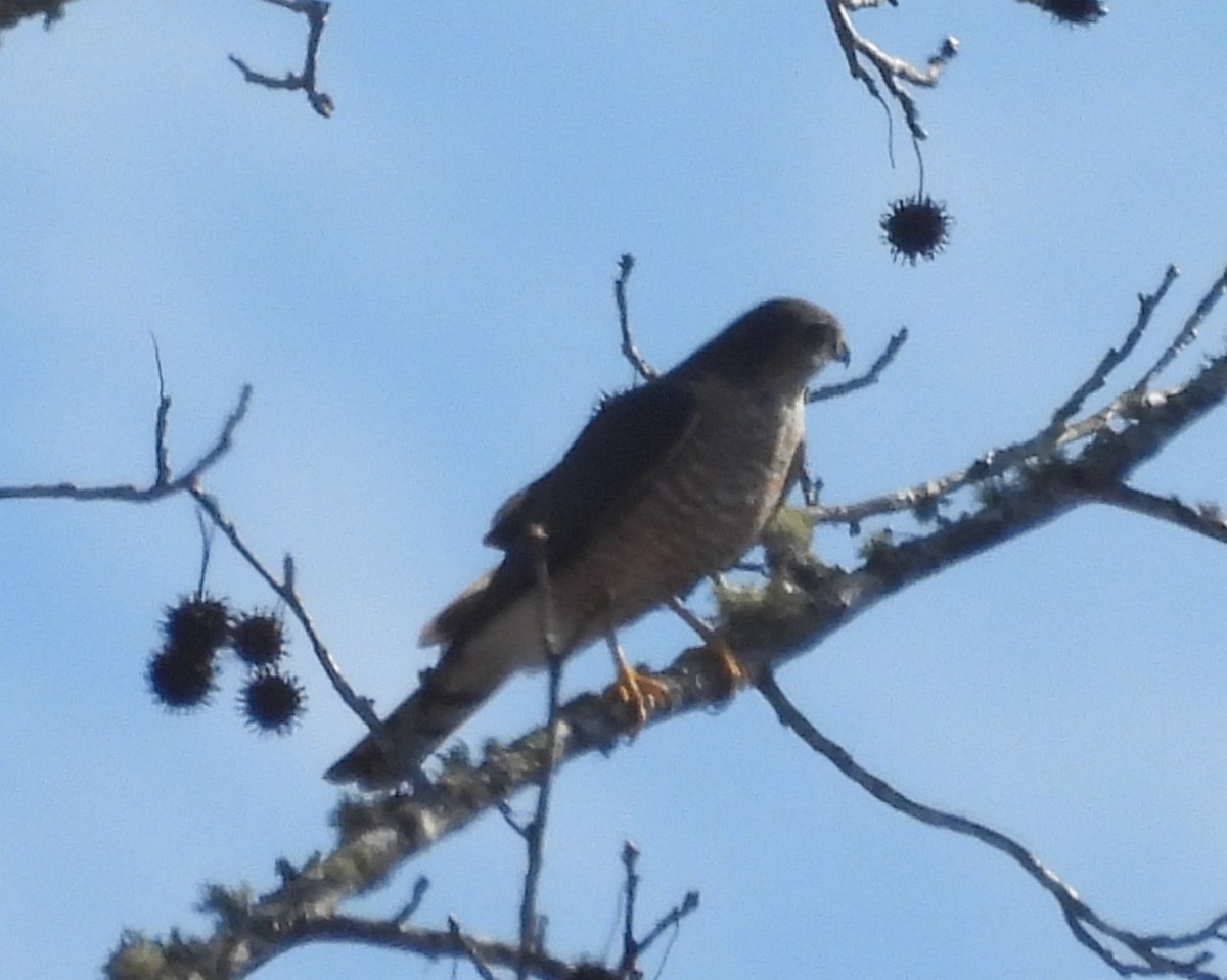 Sharp-shinned Hawk - ML631718175
