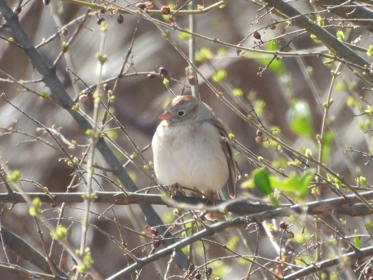 Field Sparrow - ML631718180