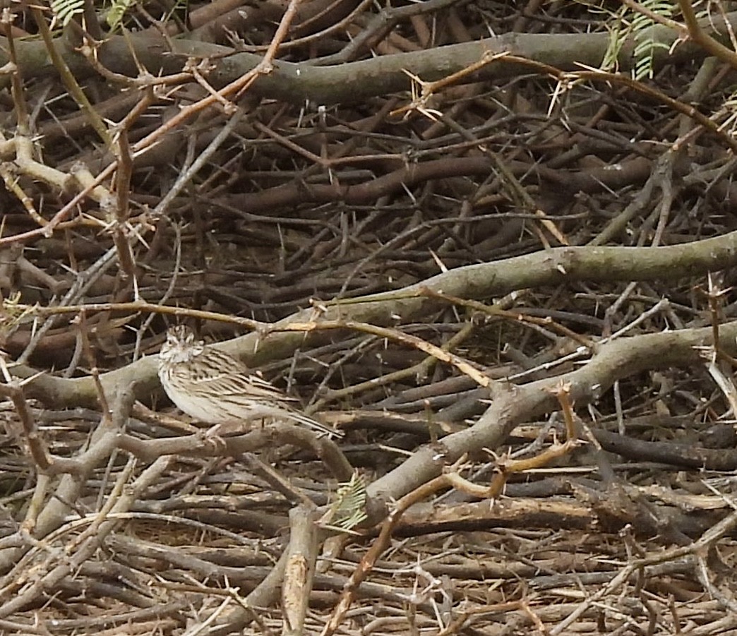 Vesper Sparrow - ML631718358
