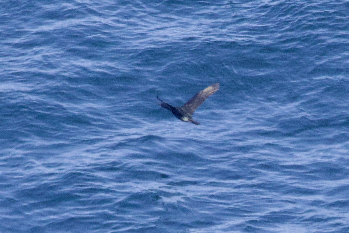 Pelagic Cormorant - ML631718407