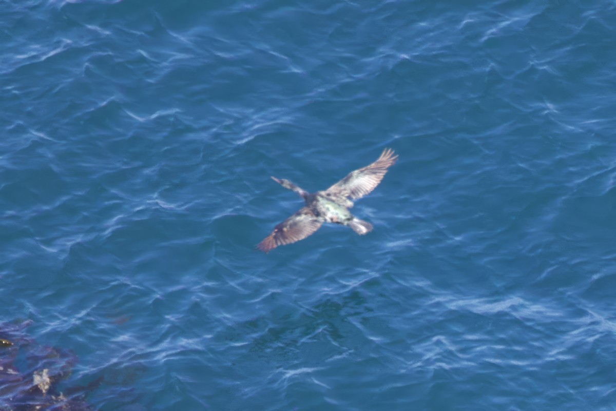 Pelagic Cormorant - ML631718417