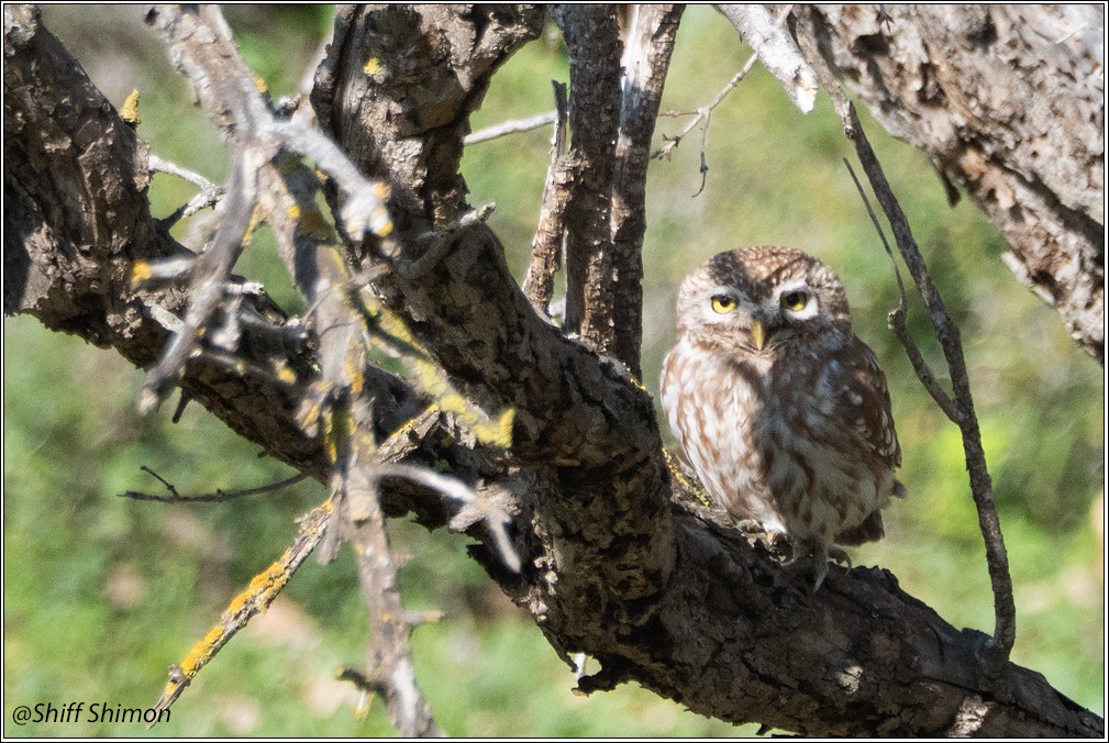Little Owl - ML631718571