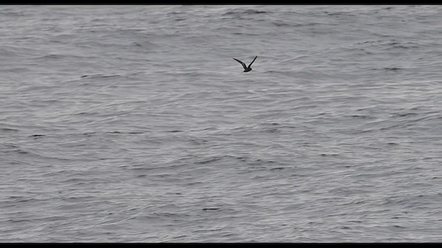 Black Storm-Petrel - ML631718586