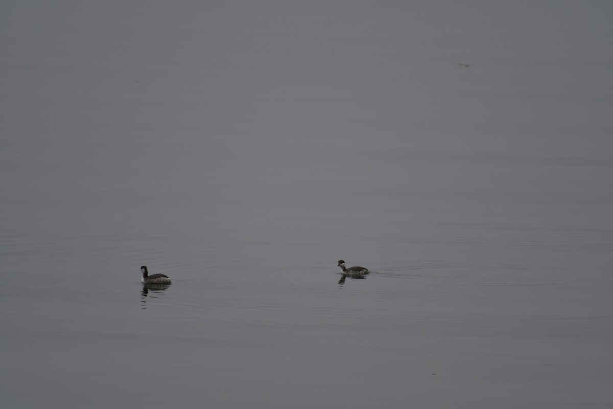 Horned Grebe - ML631718673