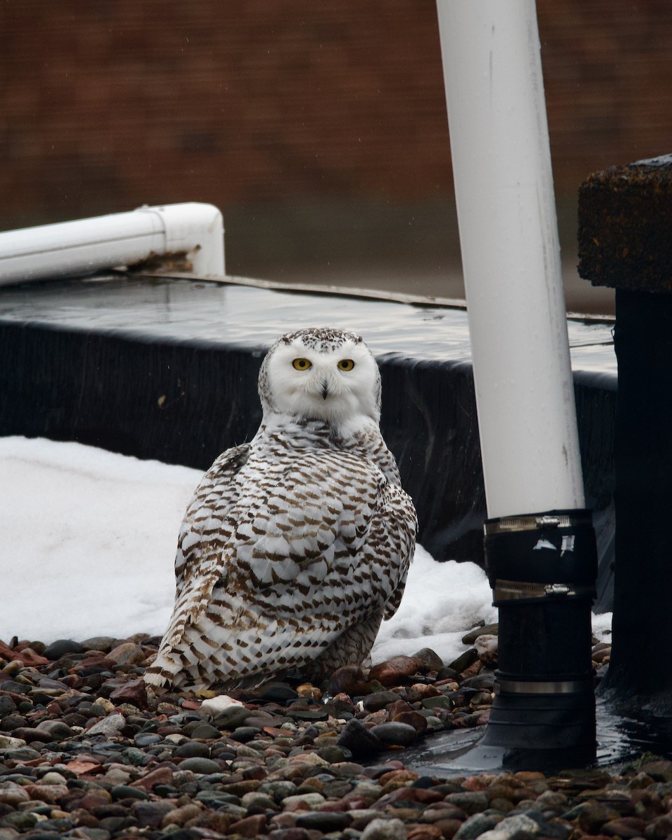 Snowy Owl - ML631718688