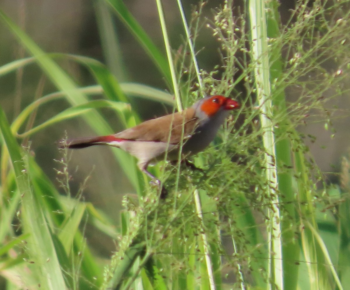 Orange-cheeked Waxbill - ML631718720