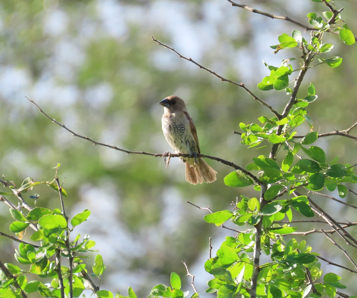 Munia pettosquamato - ML631718732
