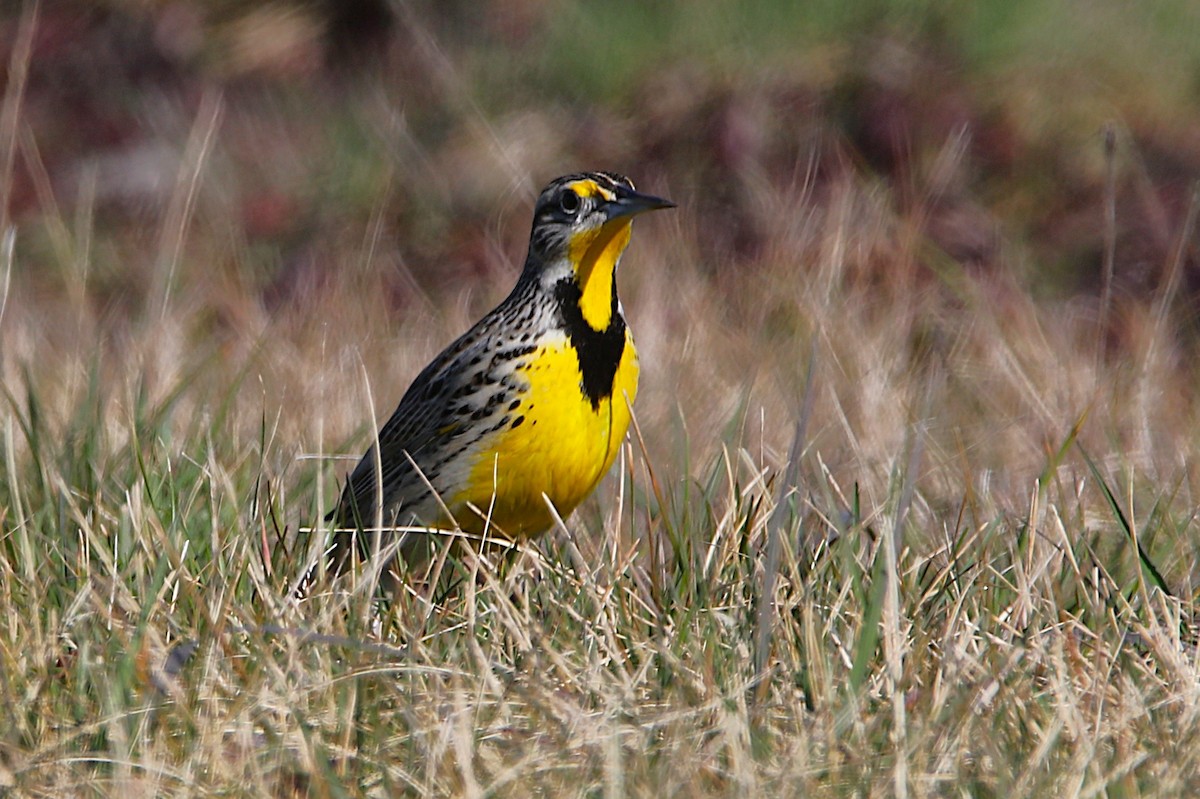 Western Meadowlark - ML631718733