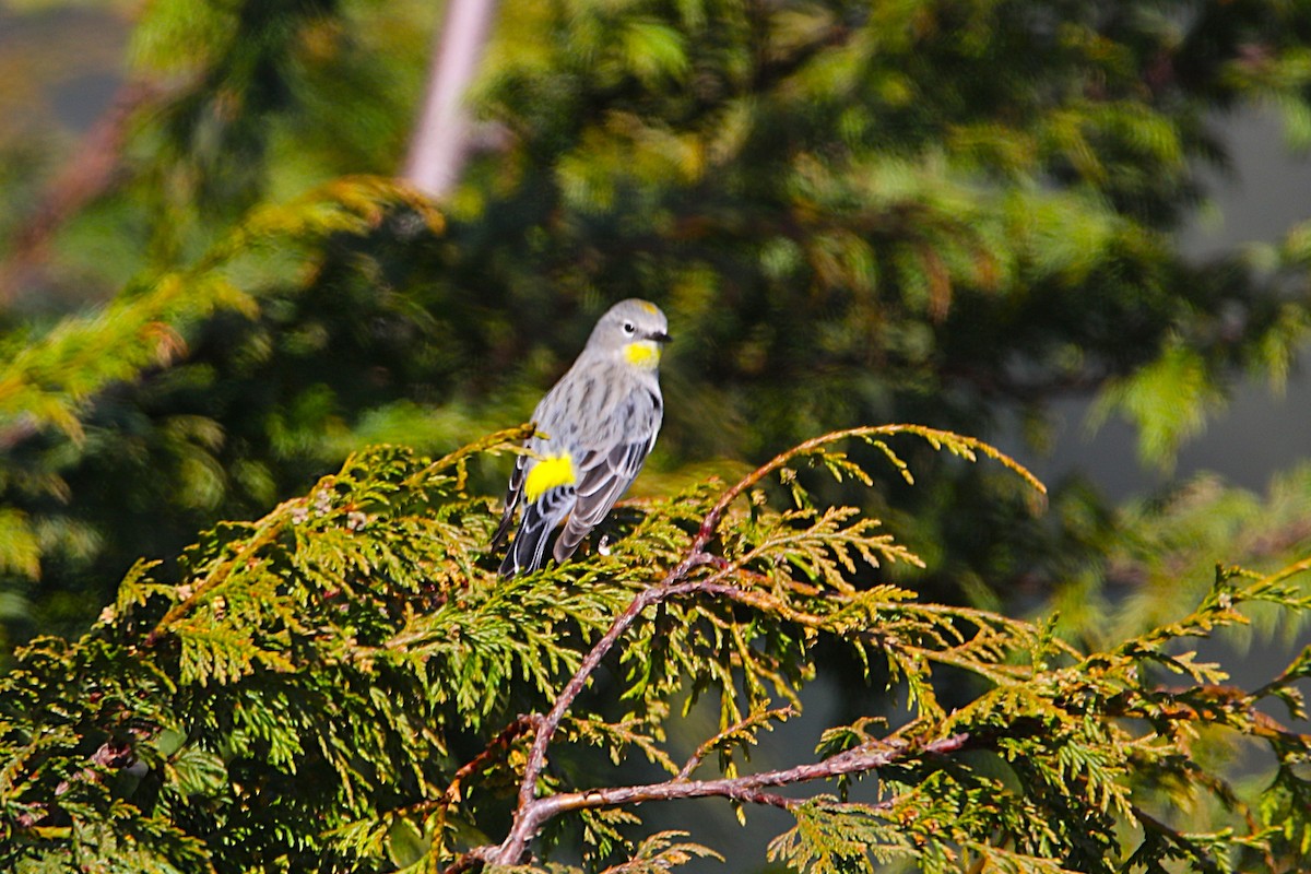 Yellow-rumped Warbler - ML631718750