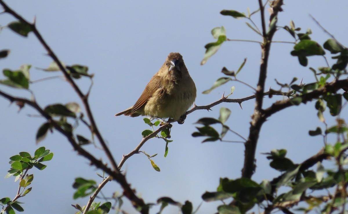 Bronze Mannikin - ML631718847
