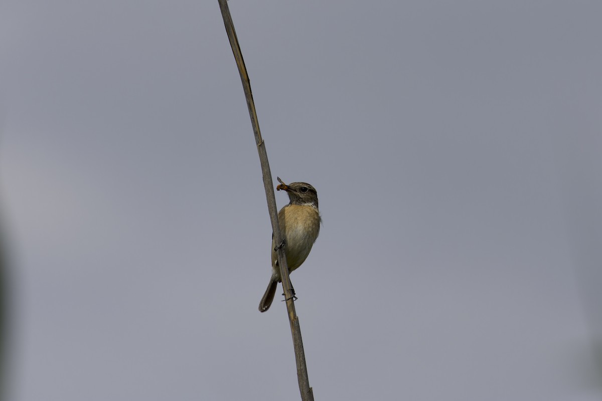 European Stonechat - ML631718858