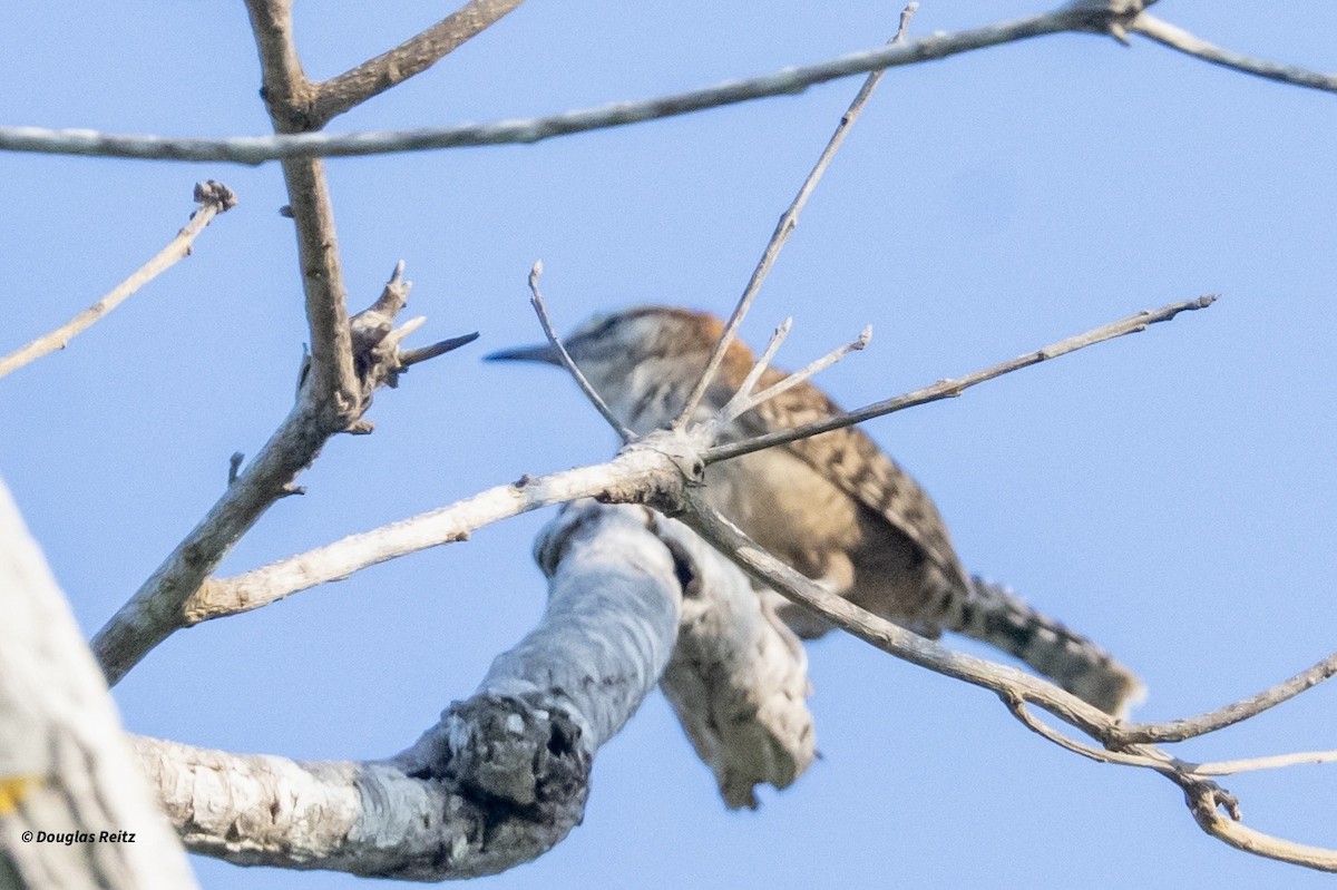Russet-naped Wren - ML631718941