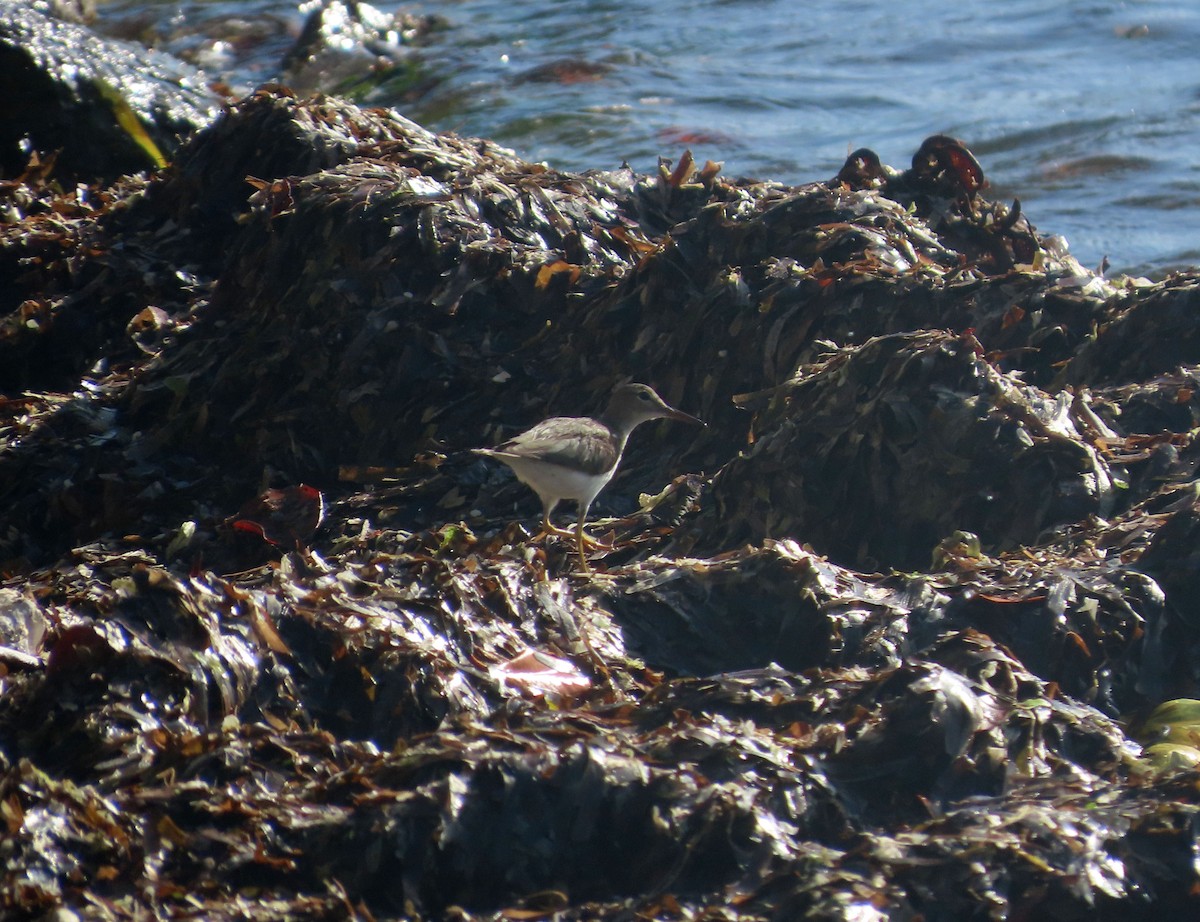 Piro piro macchiato - ML631718945