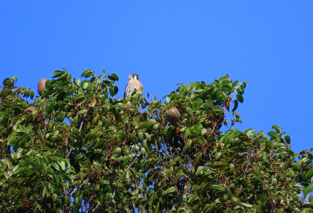 American Kestrel - ML631718957