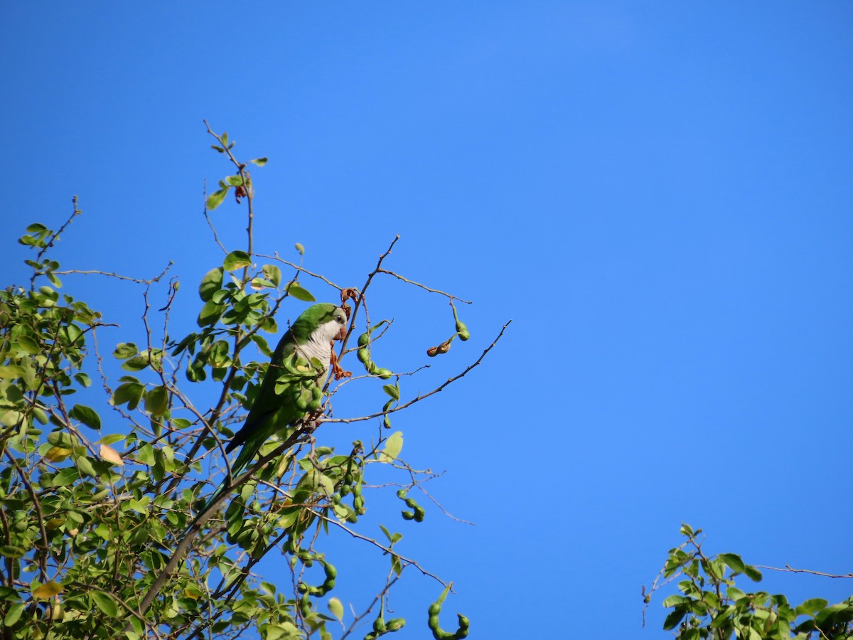 Parrocchetto monaco - ML631718960