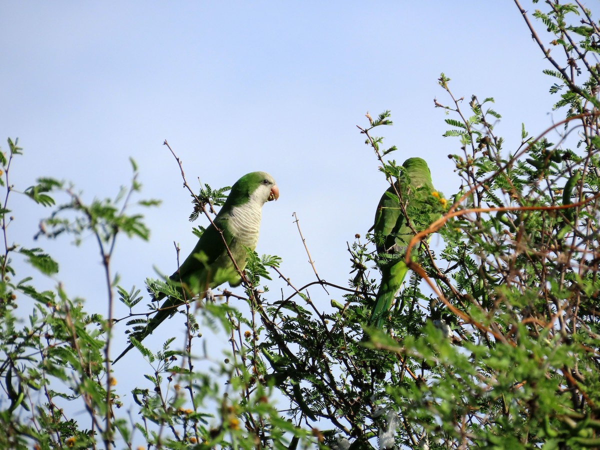 Parrocchetto monaco - ML631718961