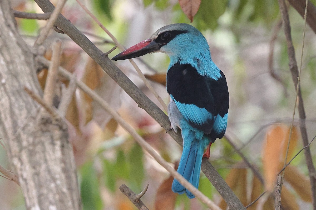 Blue-breasted Kingfisher - ML631718993