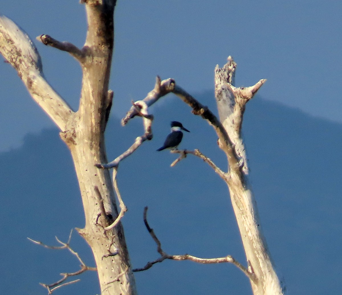 Belted Kingfisher - ML631719003