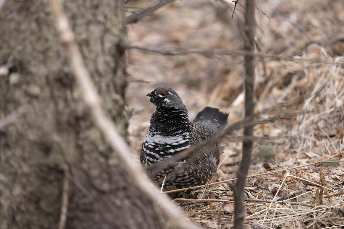 Spruce Grouse - ML631719020
