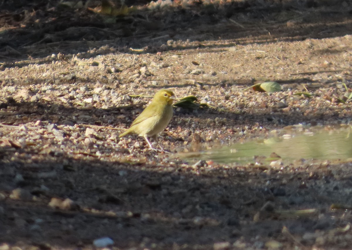 Yellow-faced Grassquit - ML631719022