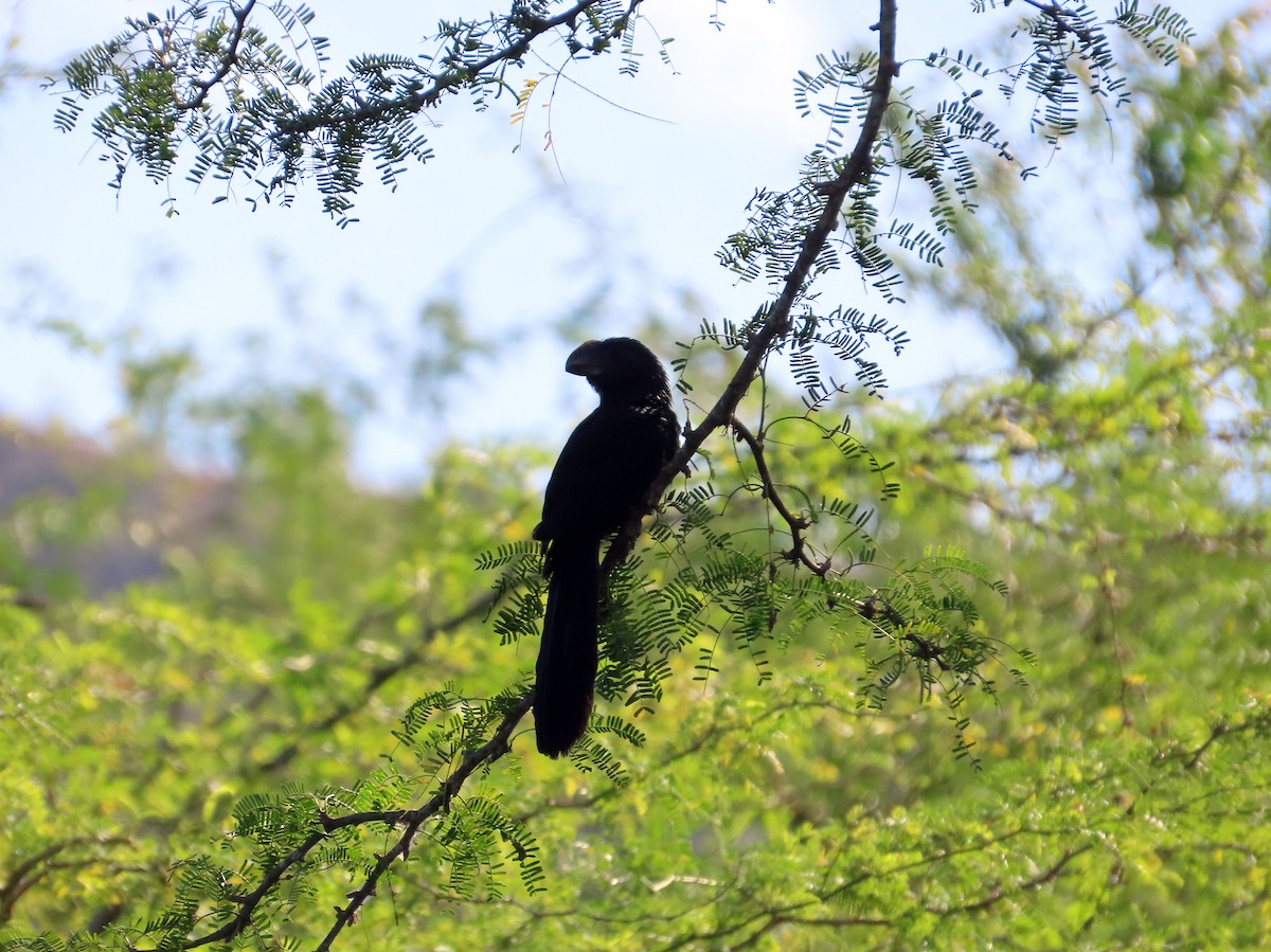 Smooth-billed Ani - ML631719048