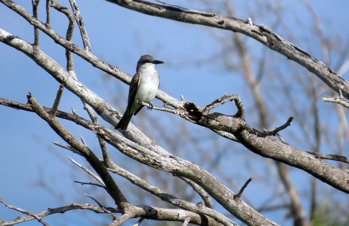 Gray Kingbird - ML631719096