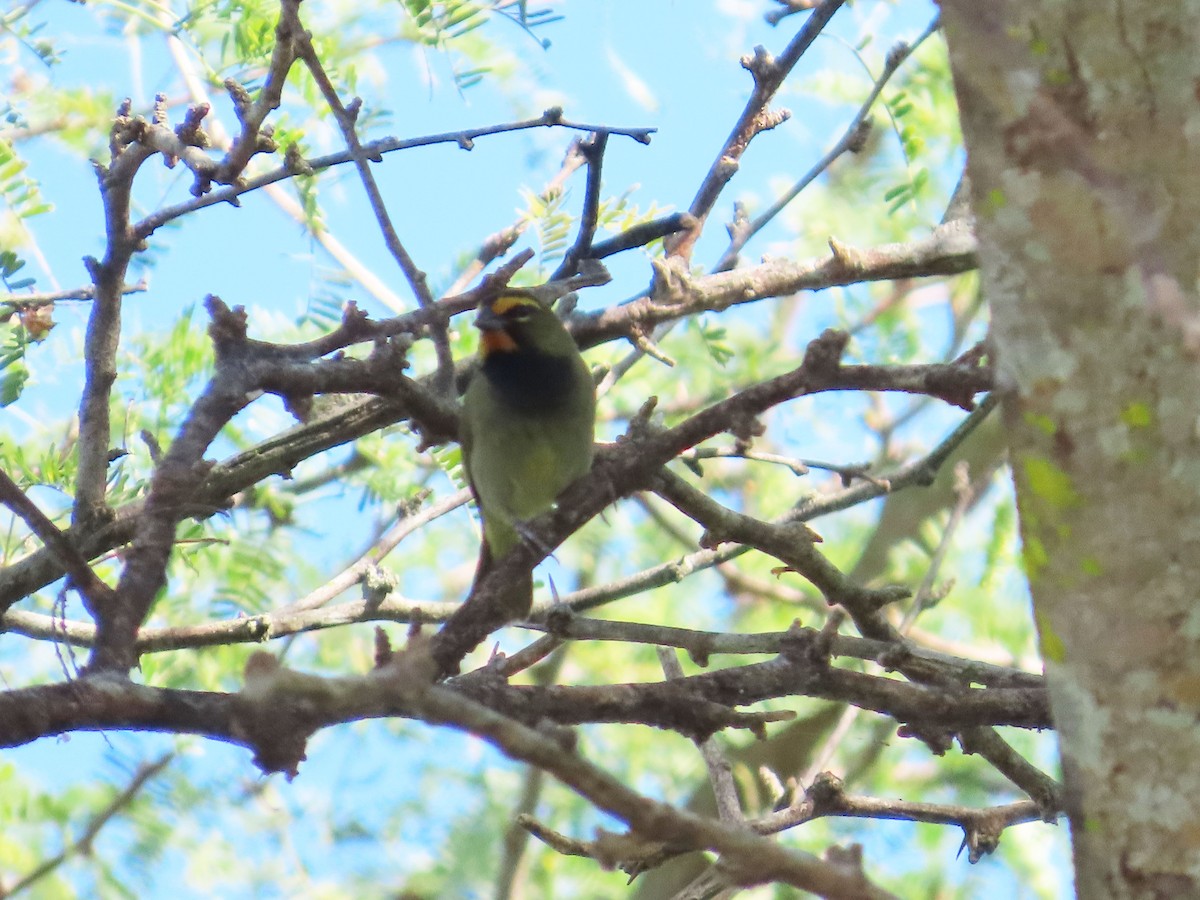 Yellow-faced Grassquit - ML631719137