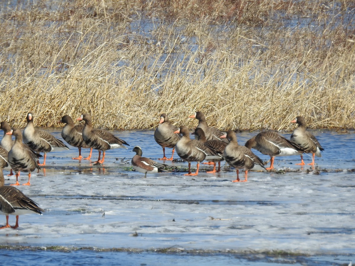 Greater White-fronted Goose - ML631719254