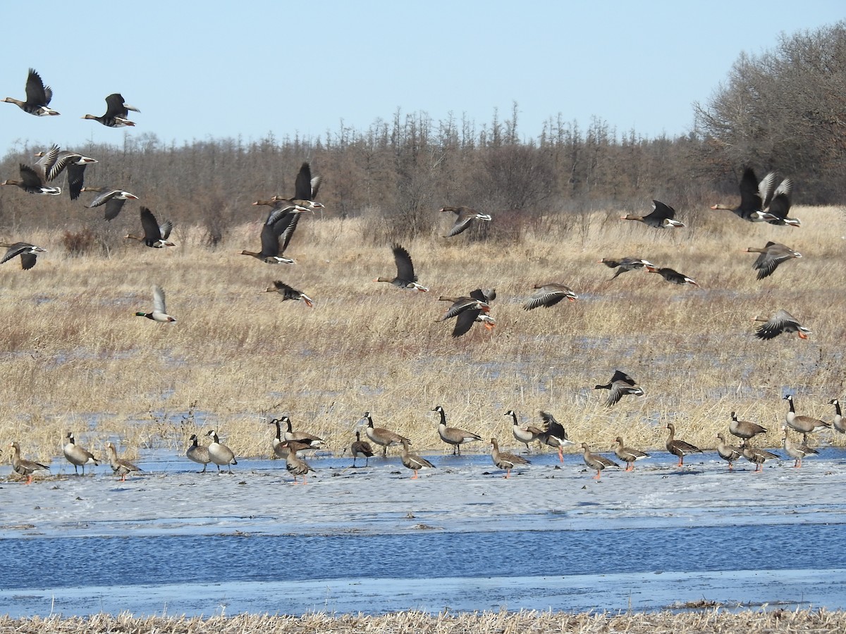 Greater White-fronted Goose - ML631719264