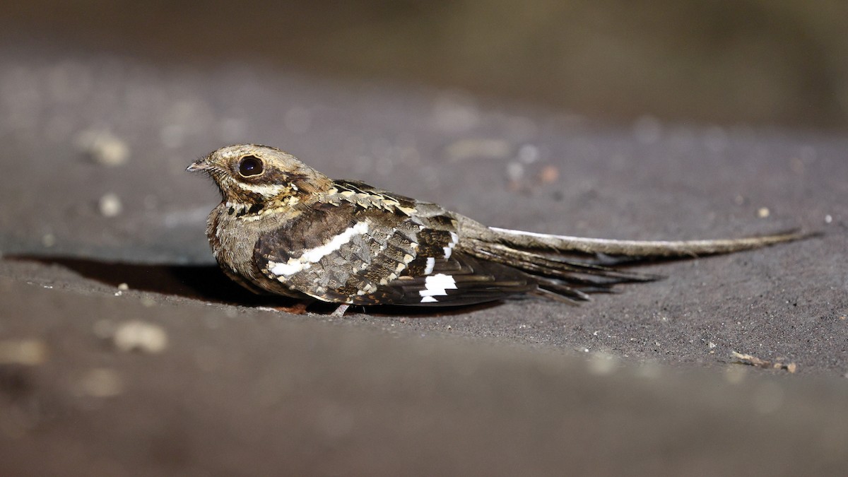 Long-tailed Nightjar - ML631719293