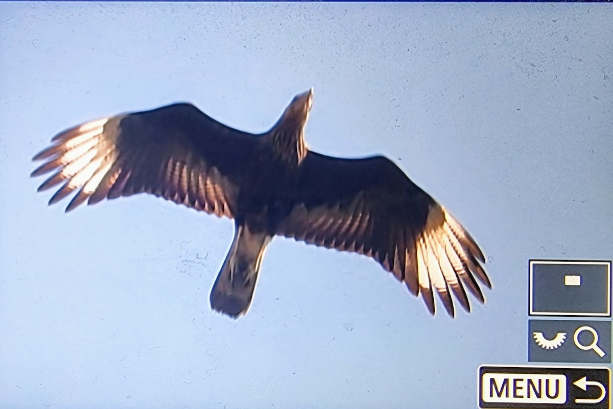 Crested Caracara (Southern) - ML631719509