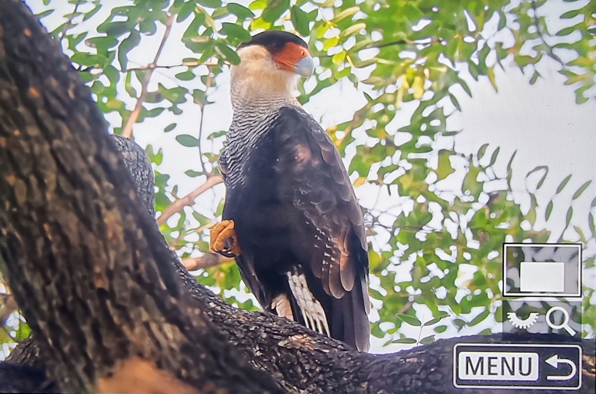 Crested Caracara (Southern) - ML631719510