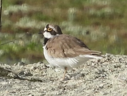 Нарийн хиазат - ML631719532