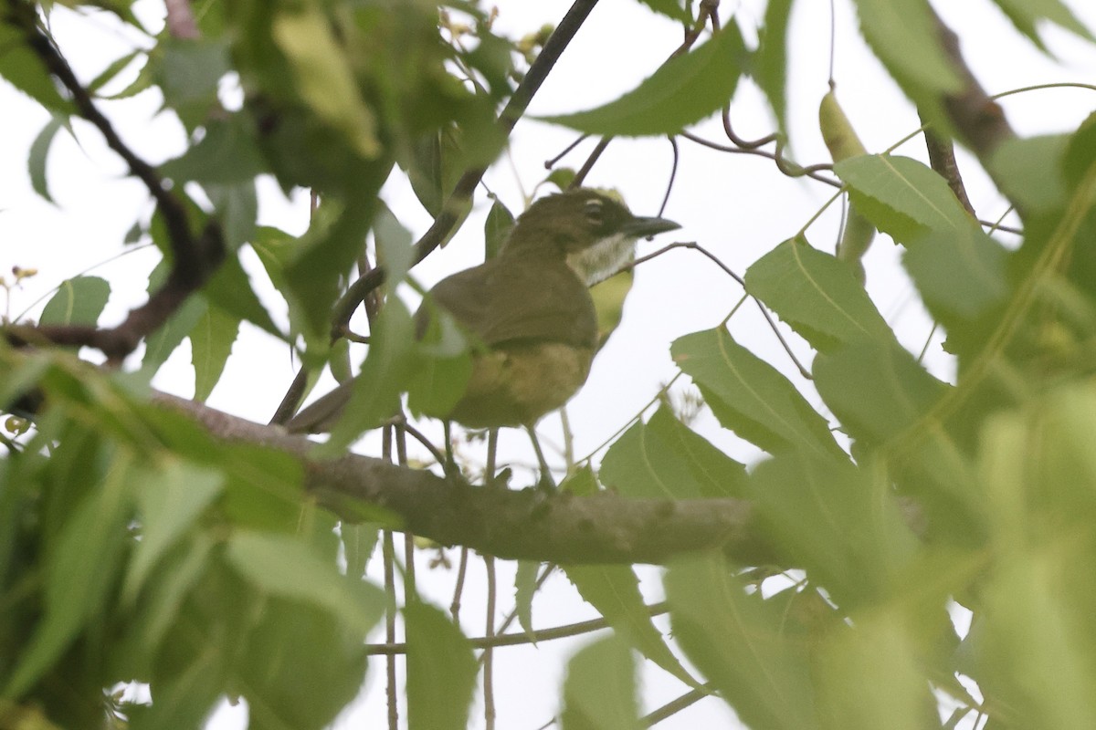 Simple Greenbul - ML631719537