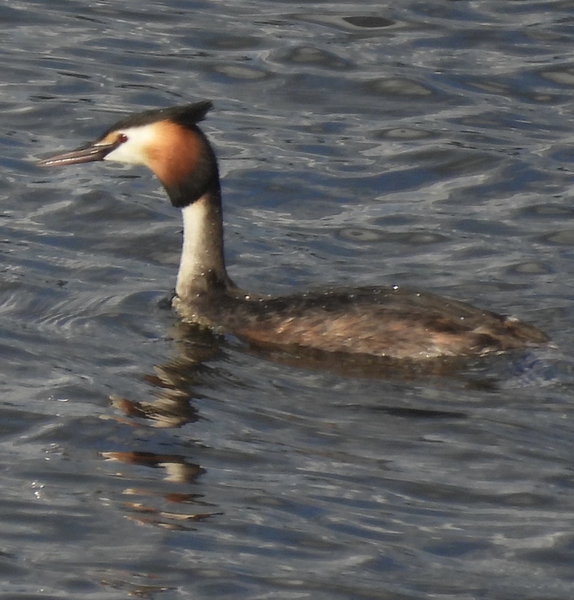 Отгот шунгуур - ML631719547