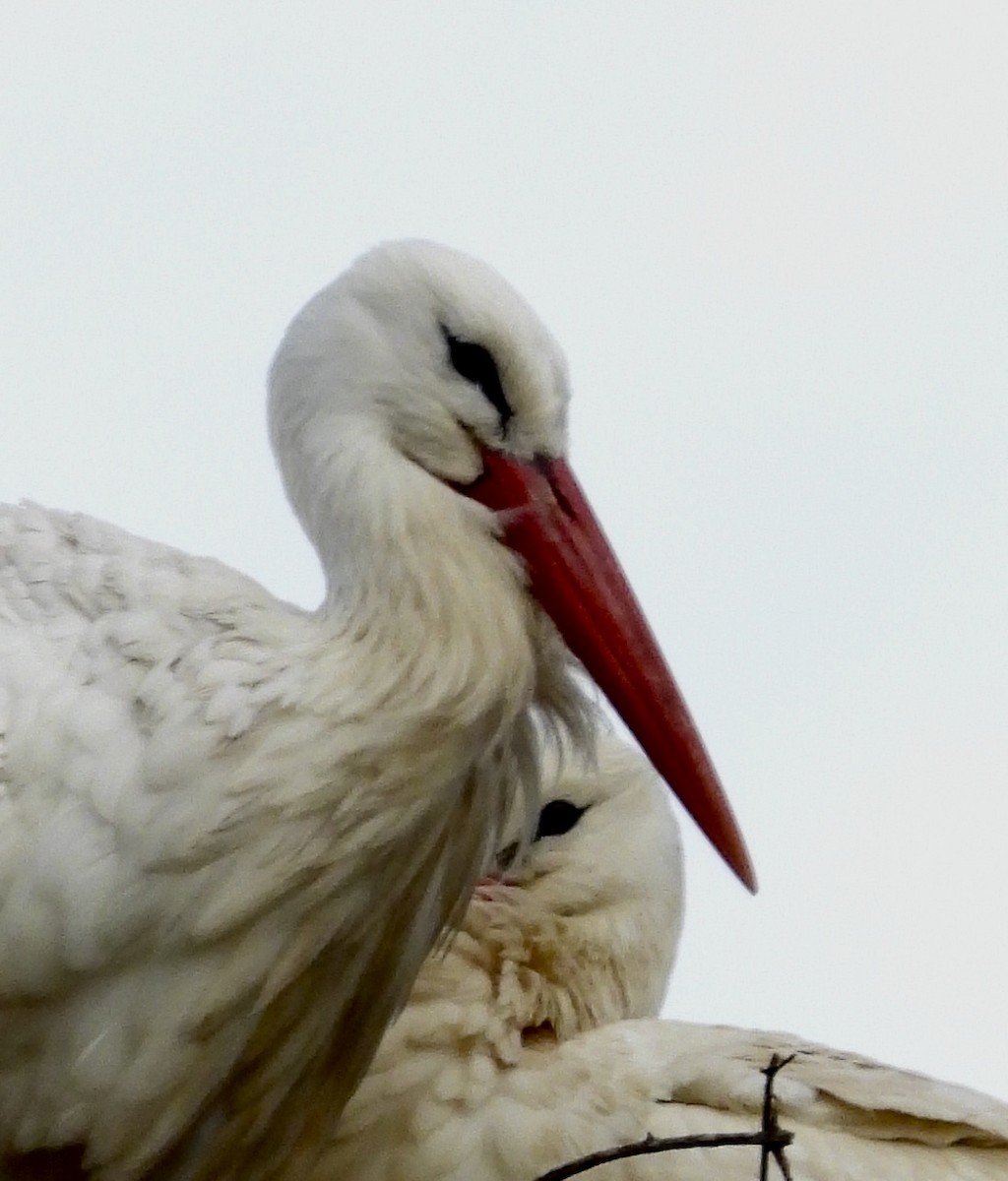 White Stork - ML631719558