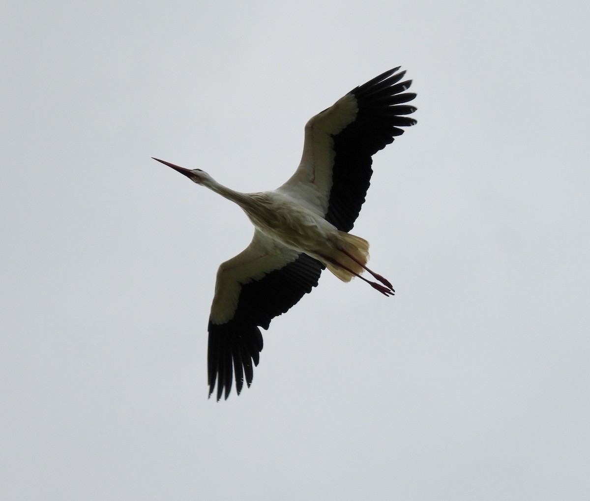 White Stork - ML631719559