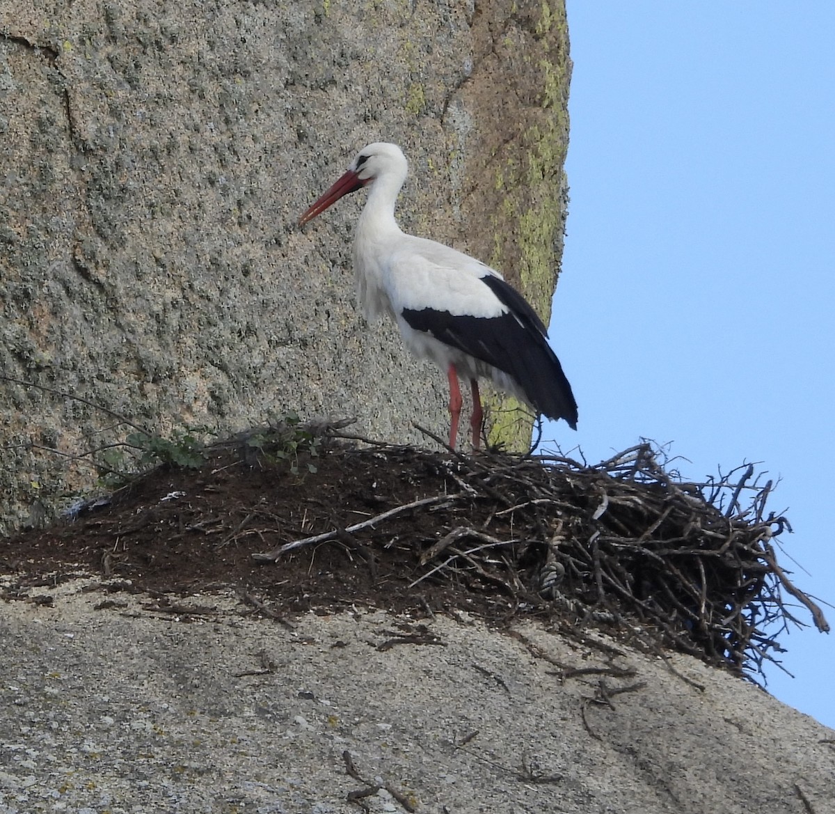 White Stork - ML631719560