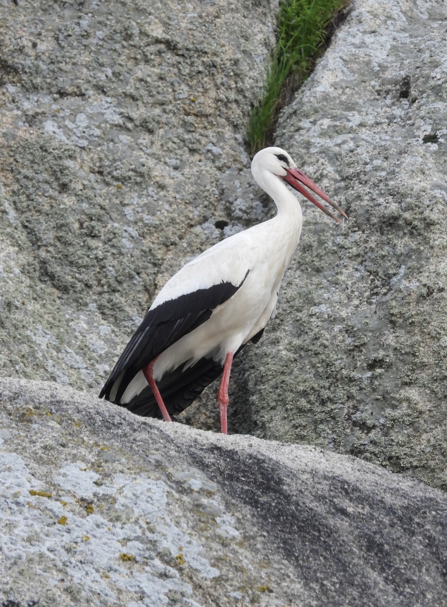 White Stork - ML631719561