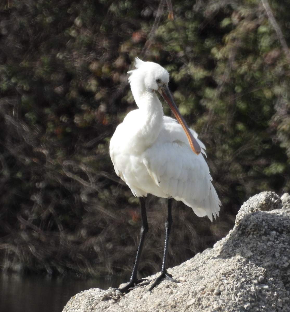 Халбаган хошуут - ML631719578