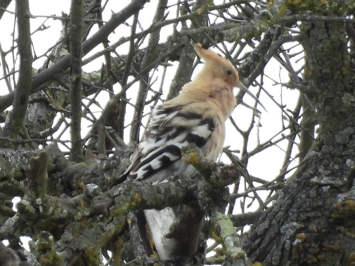 Common Hoopoe - ML631719592