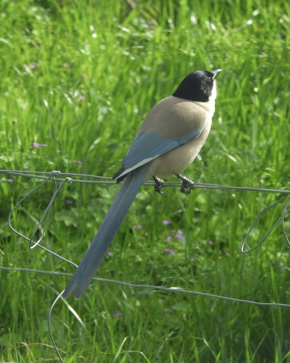Iberian Magpie - ML631719606